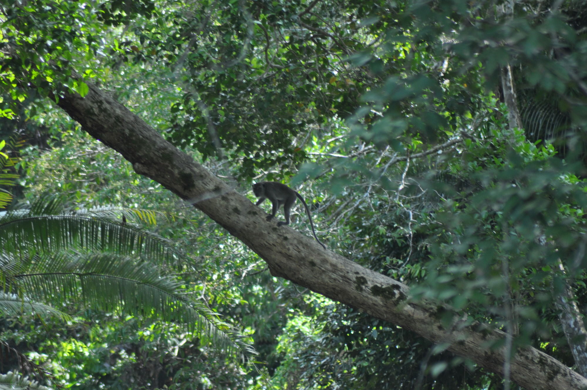 Samboja Lodge Balikpapan  Exteriör bild