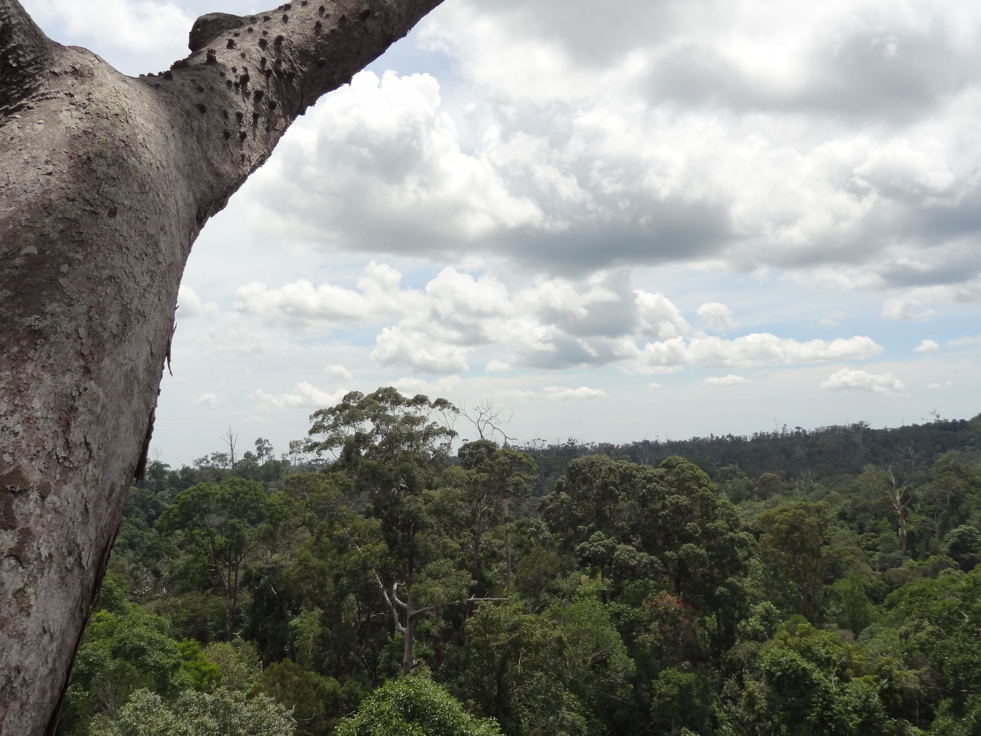 Samboja Lodge Balikpapan  Exteriör bild