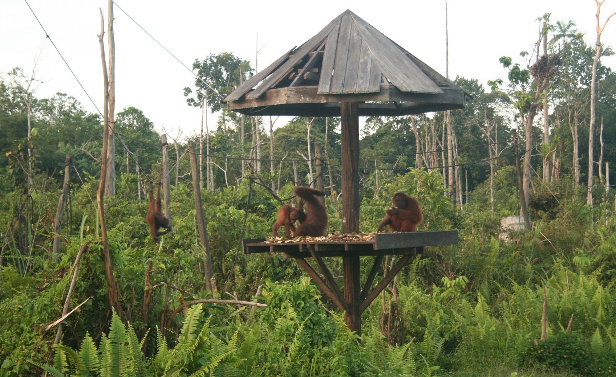 Samboja Lodge Balikpapan  Exteriör bild