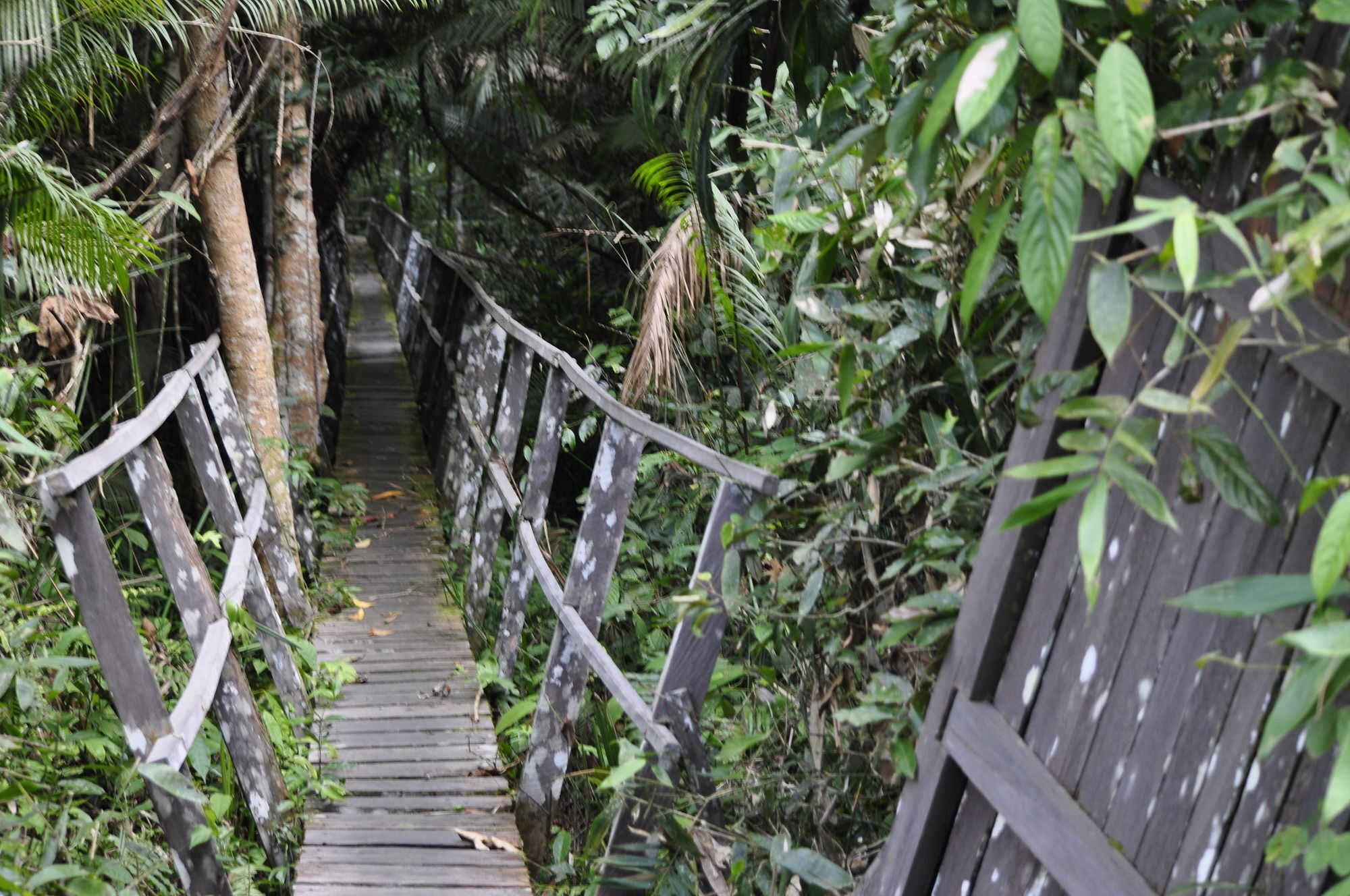 Samboja Lodge Balikpapan  Exteriör bild